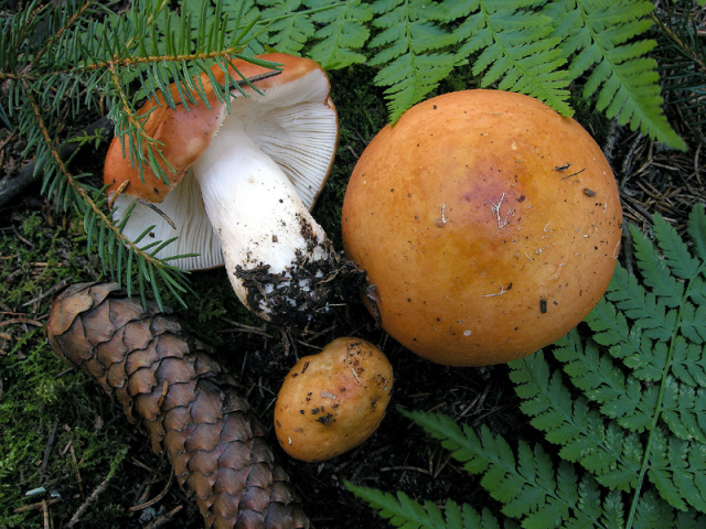 Мицелий Сыроежки сереющей / Сыроежка выцветающая (Russula decolorans) Мицелий Сыроежки сереющей / Сыроежка выцветающая (Russula decolorans)